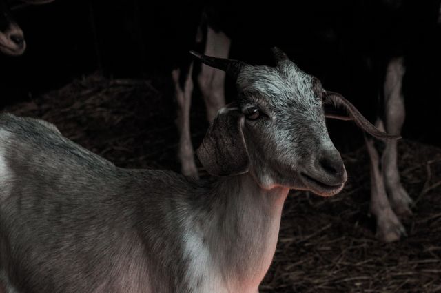 Curious Goat in Barn - Download Free Stock Photos Pikwizard.com