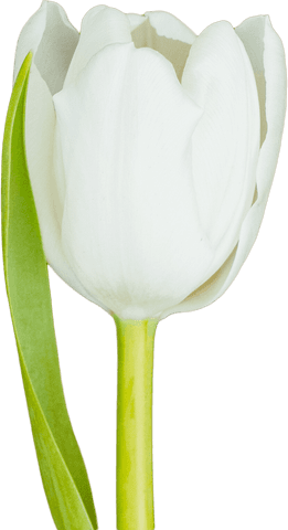 single white flower with green leaf on transparent background - Download Free Stock Videos Pikwizard.com