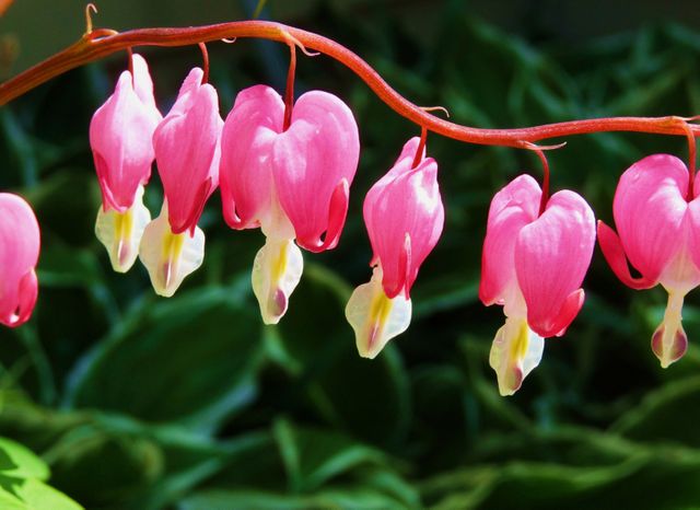 Close-up view of vibrant pink bleeding hearts blooming against a blurred background of green leaves. These delicate and distinctive flowers can be utilized in gardening blogs, floral arrangement ideas, nature-related articles, botanical studies, or for adding an aesthetic natural element to various design projects.
