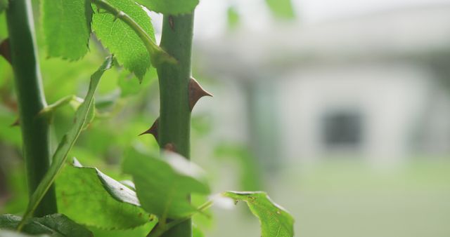 Image of fresh, green rose leaves and stems in garden - Download Free Stock Photos Pikwizard.com