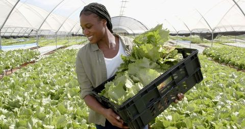 Smiling Woman Harvesting Lettuce in Sustainable Hydroponic Greenhouse