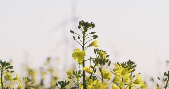 This image captures the beauty of blooming yellow flowers in close up with a wind turbine blurred in background, suggesting a connection between nature and renewable energy. It can be used for promoting environmental campaigns, sustainable agricultural practices, clean energy projects, and conveying messages of harmony between technology and nature.