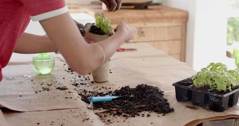 Couple Repotting Seedlings Using Biodegradable Pots Together