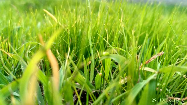 Intimate perspective of vibrant green grass blades in backyard or park. Can be used for environmental themes, gardening promotions, spring season advertisements, and nature-inspired backdrops.
