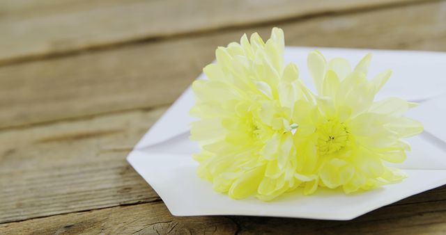 Yellow chrysanthemums laying on a white envelope set on a rustic wooden table. Ideal for use in romantic or sentimental content such as greeting cards, wedding invitations, love letters, advertisements for florists or stationery, and nature-themed decorations.