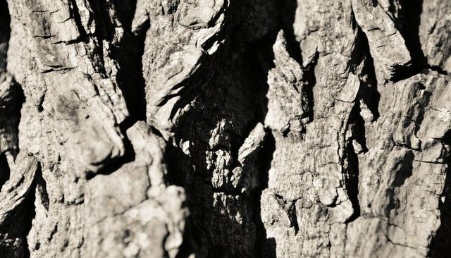 Close-up weathered tree bark revealing deep fissures flaking plates rugged wood grain