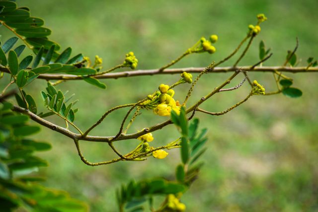 Nature enthusiasts may find this rich green branch with small yellow flowers captivating and soothing. Ideal for blogs about botany, springtime updates, greeting cards, or educational materials on plant identification.