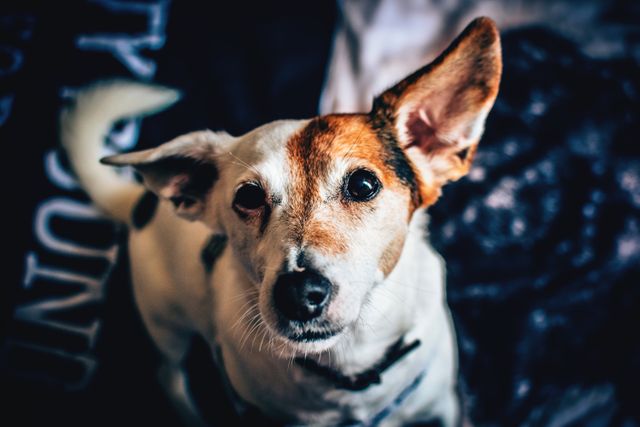 This portrays a close-up of a cute Jack Russell Terrier with one ear raised, embodying curiosity and attentiveness. Suitable for pet-related promotions, dog training tutorials, veterinary services, family cards, and pet care blogs.
