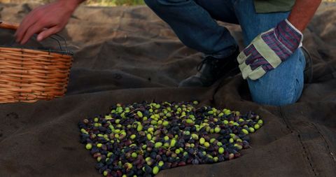 Farmer harvesting olives during picking season with basket
