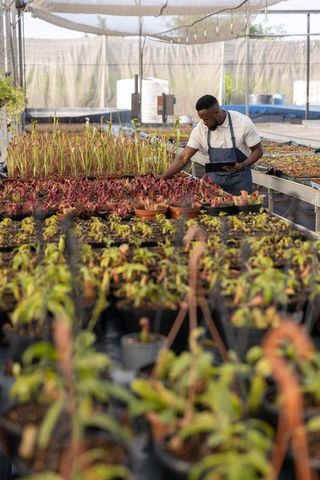 African american horticulturist tending seedlings on shaded nursery benches with tablet