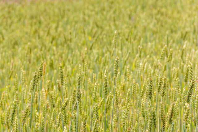 Close-up view of a lush green wheat field, showcasing healthy wheat stalks swaying in the summer breeze. Ideal for use in agricultural publications, rural-themed designs, nature-related presentations, and educational materials about farming and grain crops.