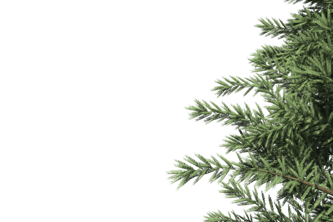 Green Pine Branches Overlay on Transparent Background - Download Free Stock Videos Pikwizard.com