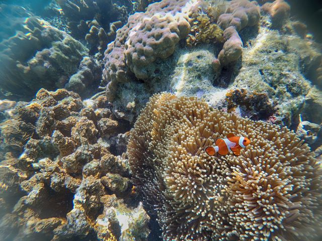 Brightly colored clownfish swimming among diverse coral reefs in a tropical underwater setting. Ideal for use in marine biology studies, ocean conservation campaigns, travel marketing for snorkeling and scuba diving destinations, or educational content about marine ecosystems.