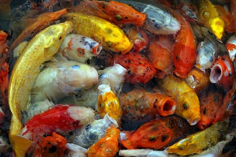 Vibrant koi fish gathering in a pond