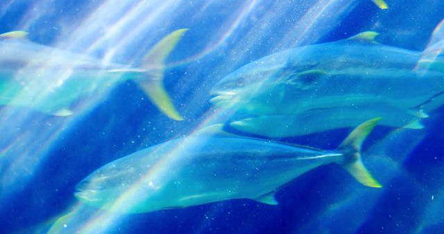 Close up of blue fish underwater in aquarium with copy space. Fish, wildlife, water, nature concept.