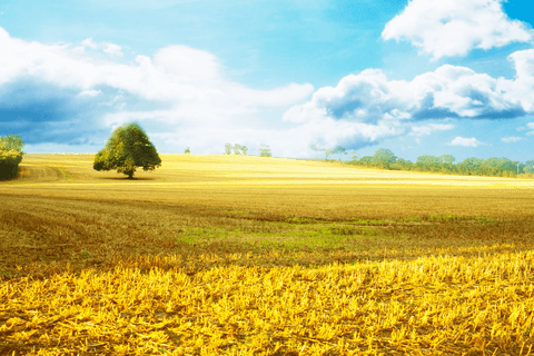 sunny fields landscape with single tree transparent background - Download Free Stock Videos Pikwizard.com
