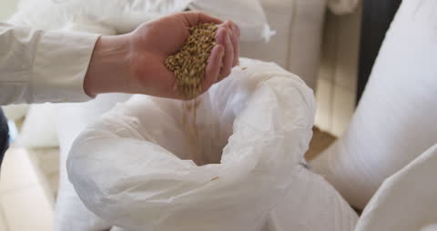 Close Up of Malt Grains Handheld by Brewer in Microbrewery