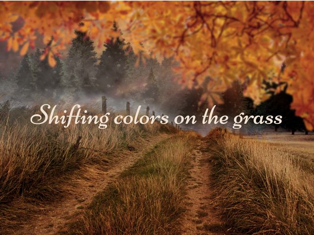 This image depicts a tranquil autumn path lined with tall grass. Fall foliage in vibrant orange and yellow shades hovers above, enhancing the seasonal charm. Ideal for use in travel brochures, seasonal greeting cards, or blog posts focusing on nature's beauty and serenity.