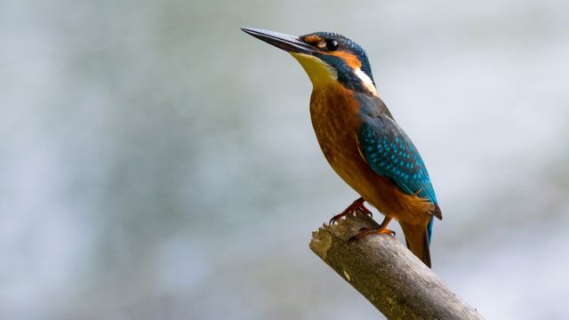Kingfisher standing on a branch, showing vibrant blue and orange plumage. Suitable for wildlife conservation topics, birdwatching websites, nature-focused content, and educational materials about bird species.