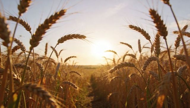 Golden wheat swaying at sunrise in backlight with tramline path through field
