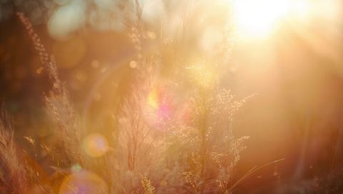 Golden backlit meadow with glowing grass seed heads catching low sun and lens flare