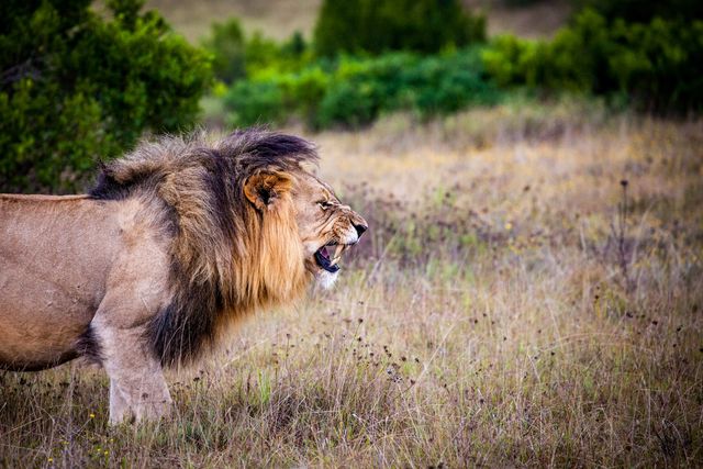 Lion emitting a powerful roar amongst grassy savannah in daytime. Can be used for wildlife documentaries, articles on animal behavior, conservation material, or safari adventure promotions.