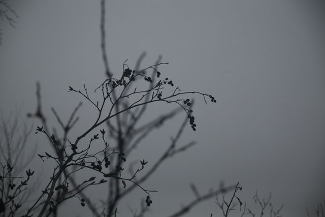 Barren tree branches are silhouetted against an overcast sky, creating a stark, moody, and minimalist scene typical of cold, gloomy winter days. This image can be used for projects relating to nature, winter, melancholy moods, or minimalist art.
