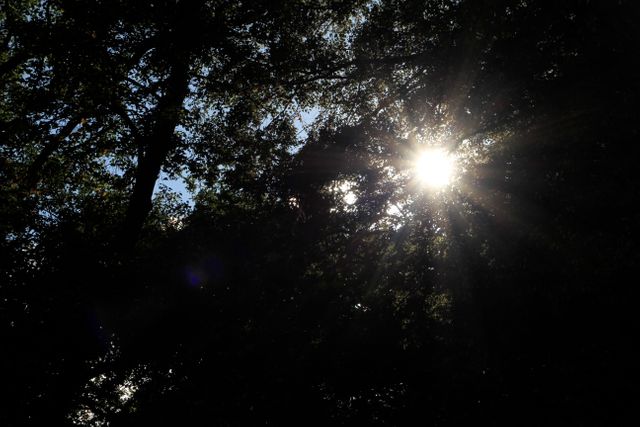 Low Angle View of Sun Shining Through Trees - Download Free Stock Photos Pikwizard.com