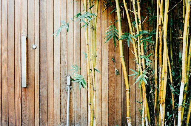 Discover aesthetic appeal and tranquility with a contemporary wooden door featuring vertical slats, complemented by the natural beauty of nearby bamboo plants. Ideal for use in content related to decoration, exterior home design, landscaping, and minimalist living. Useful for backgrounds in presentations, modern architecture portfolios, or environmental design blogs.