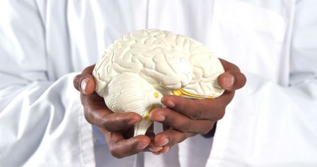 African American hands, belonging to a medical professional, cradle a model of the human brain, with copy space. Emphasizing the importance of brain health and research, the image symbolizes care and knowledge in neuroscience.