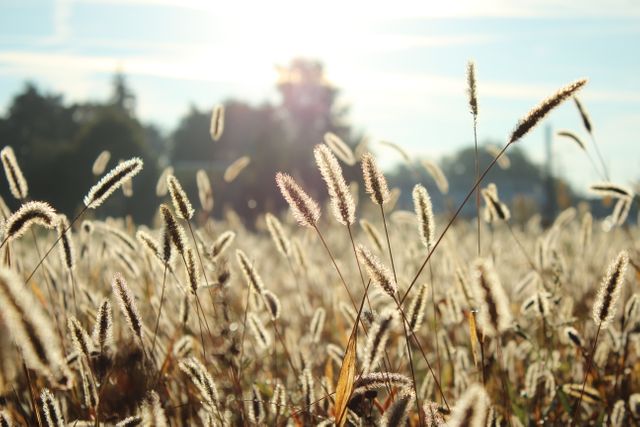 Sunlit Wheat Field with Tall Grass in Focus - Download Free Stock Photos Pikwizard.com