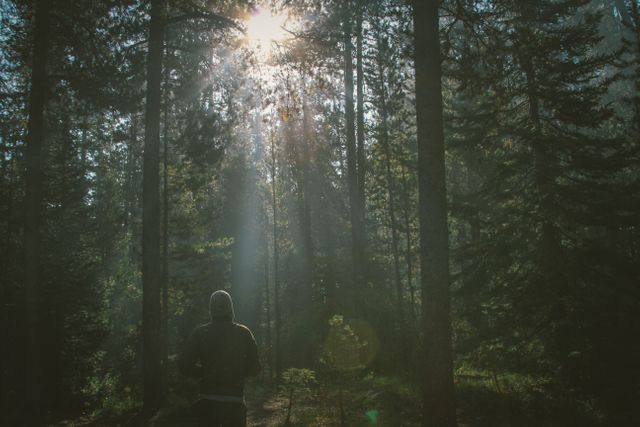 Person in hoodie walking through serene sunlit forest with tall trees and sunbeams breaking through the canopy. Ideal for themes related to adventure, nature walks, solitude, relaxation, calm, and outdoor exploration.