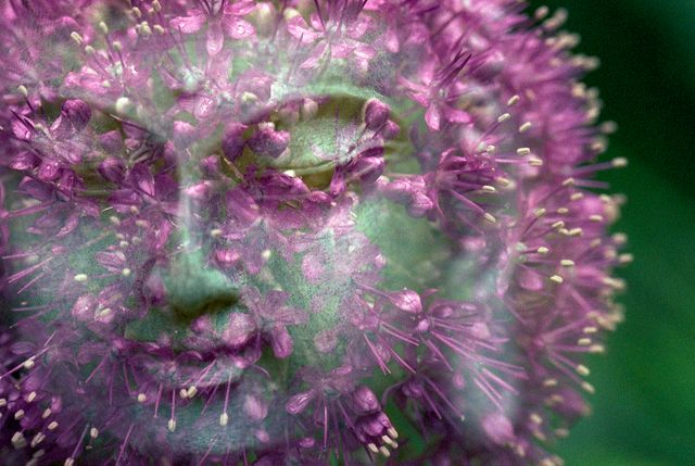 Surreal artwork showing a human face merged with a blooming purple allium flower, creating a mystical effect. Ideal for use in fantasy artwork, dreamlike themed projects, nature-inspired designs, or creative botanical illustrations. Provides a unique visual for meditation apps, artistic prints, or mythical-themed editorial content.