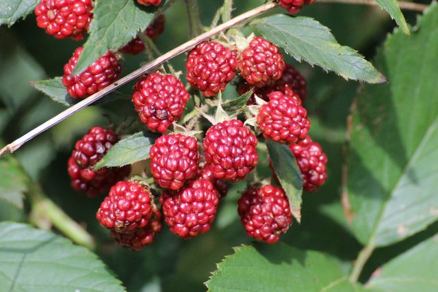Cluster of ripe red blackberries hanging on vines with green foliage in background. Ideal for use in gardening articles, agricultural promotions, and materials highlighting organic or natural foods. Suitable for illustrating healthy eating and seasonal fruit harvesting.