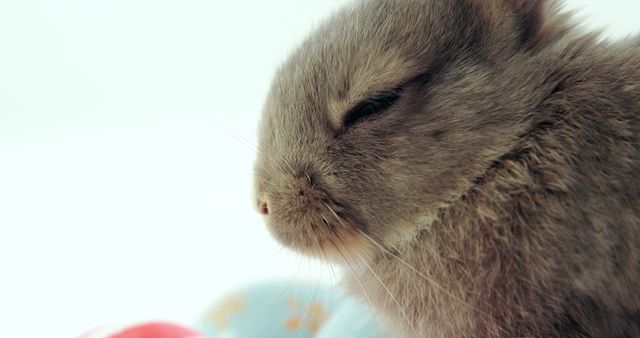 A close-up of a fluffy gray rabbit, with copy space - Download Free Stock Photos Pikwizard.com