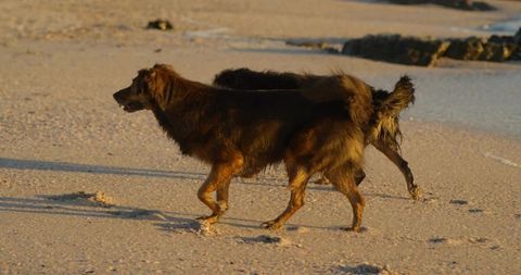 Two long-haired dogs walking on sandy beach at low tide