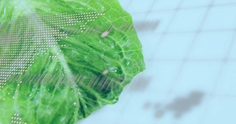 Glistening lettuce leaf sparkling with water droplets on pale blue grid surface