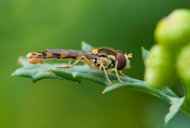 Brown and Yellow Robber Fly Perched on Green Leaf during Daytime - Download Free Stock Photos Pikwizard.com