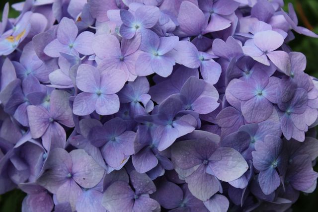 Close-up of vibrant purple hydrangea flowers in full bloom, showcasing delicate petals and natural beauty. Ideal for use in gardening blogs, floral designs, nature-themed decor, and botanical illustrations.