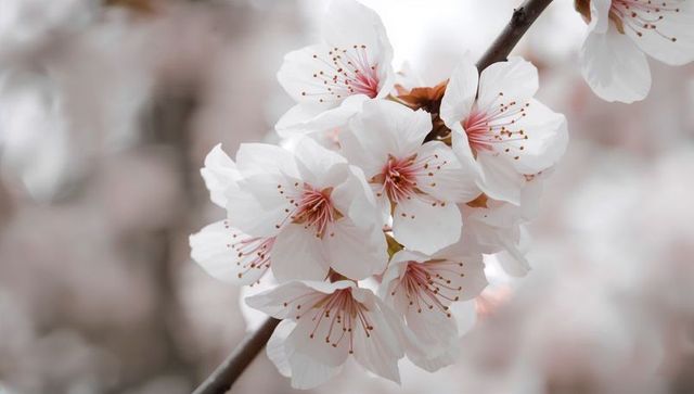 Blooming Pale Pink Cherry Blossoms on Slender Brown Branch with Soft Bokeh