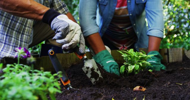 Couple Planting Together in Garden Bed - Download Free Stock Images Pikwizard.com