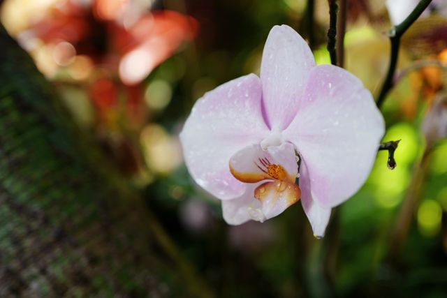 This vibrant close-up captures a delicate pink orchid in full bloom bathed in natural light. Perfect for use in gardening blogs, nature-related publications, or home décor designs, this image highlights the intricate details and beauty of the petals and their natural setting.