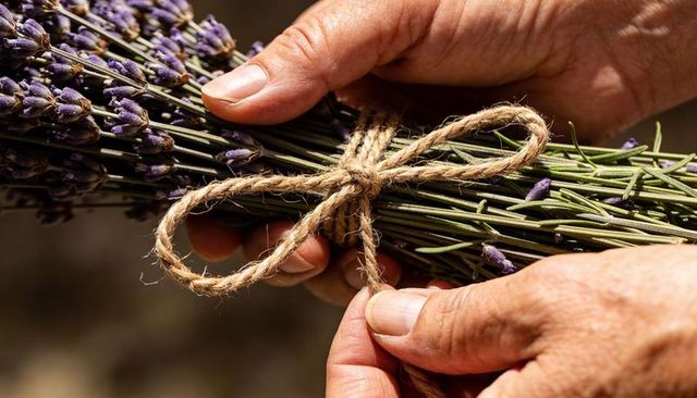 Tying lavender bundle with jute twine bow — senior hands wrapping rustic dried bouquet