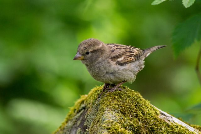 Sparrow perching on a moss-covered rock in a lush forest, showcasing its delicate plumage and natural surroundings. Ideal for nature-themed articles, wildlife photography showcases, bird conservation campaigns, and educational materials about bird species and habitats.