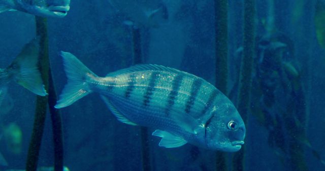 A fish is swimming in the blue waters of an aquarium, surrounded by aquatic plants - Download Free Stock Photos Pikwizard.com