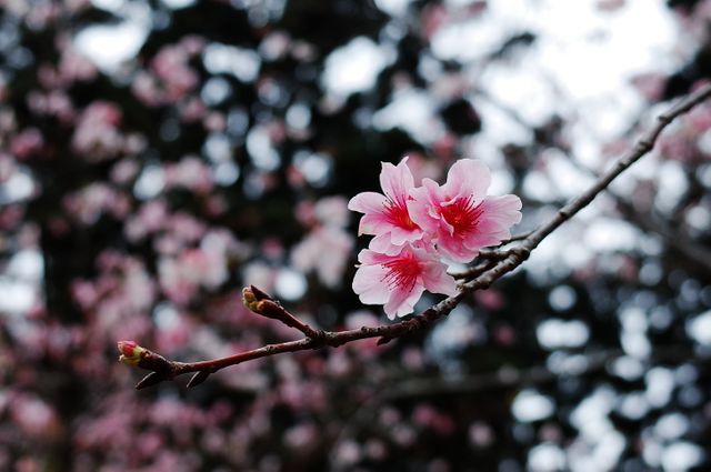 Cherry blossoms blooming on a branch, symbolizing the arrival of spring and natural beauty. Ideal for spring promotions, nature posters, floral arrangements, and themes related to renewal and beauty.