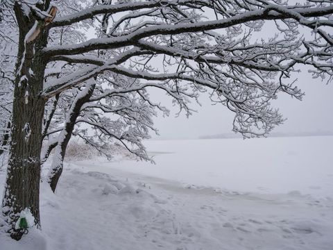 Snow-laden oak branches arching over serene frozen lake winter landscape
