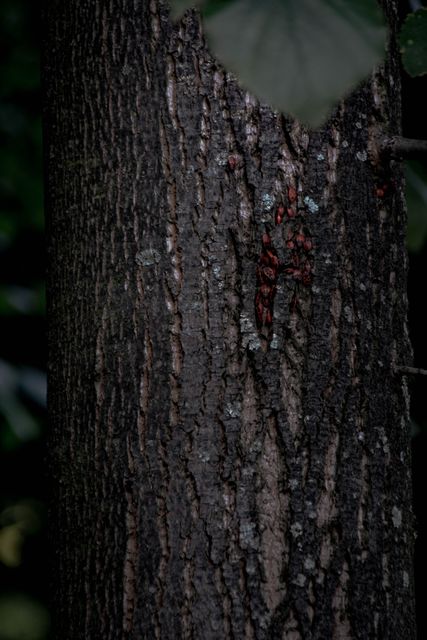 Tree Trunk with Insects Blending into Rough Dark Bark Texture, Nature Close-Up - Download Free Stock Images Pikwizard.com