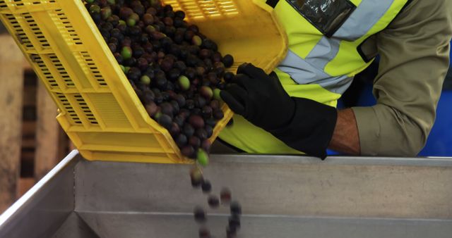 This visual depicts a worker in a high-visibility vest and gloves pouring freshly harvested olives into a sorting bin. Ideal for use in content related to agriculture, olive farming, agribusiness, farm-to-table processes, and the hard work involved in harvesting produce.