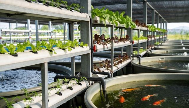 Stacked aquaponics system growing lettuce over koi tanks with recirculating pvc irrigation